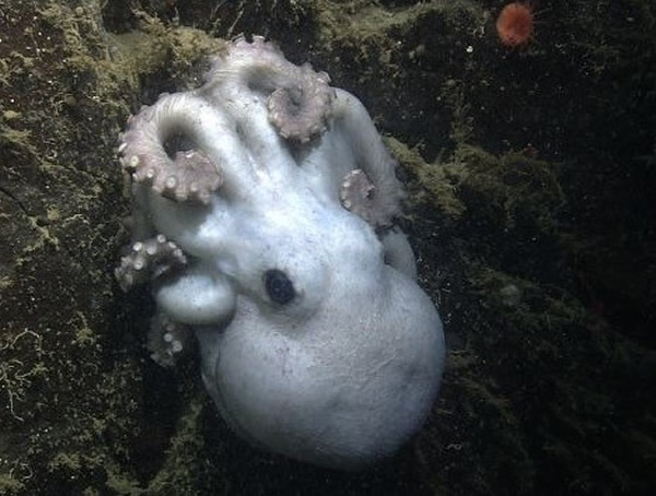 �������������һֻ��צ�㻨4�������Ƽ�¼