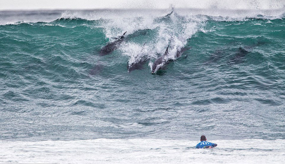 东开普省以其黄金冲浪和大量宽吻海豚群著称,能同时观看到他们,不失为一次幸运的享受。