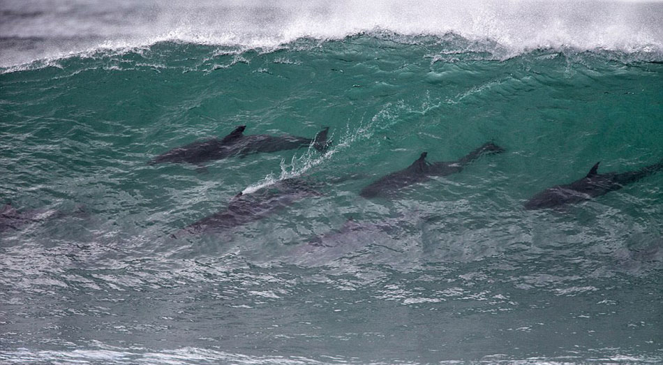 海豚们在准备他们的精彩时刻,摄影师斯坦•布隆伯格说,他一直在杰弗里湾生活了62年,从没见过这么壮观的海豚冲浪秀。