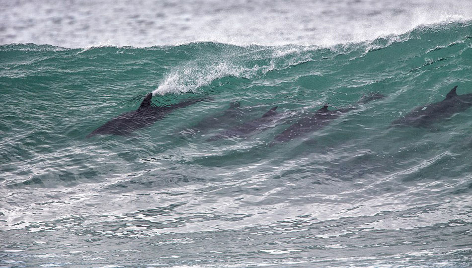 海豚们集结了起来。冲浪选手们花费多年磨练技艺,但是游离南非东开普省的海岸,这些海豚做起来可比人类得心应手。