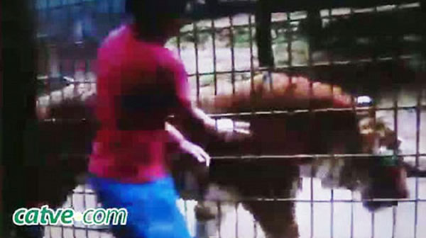 巴西男孩动物园喂老虎被咬掉一只手