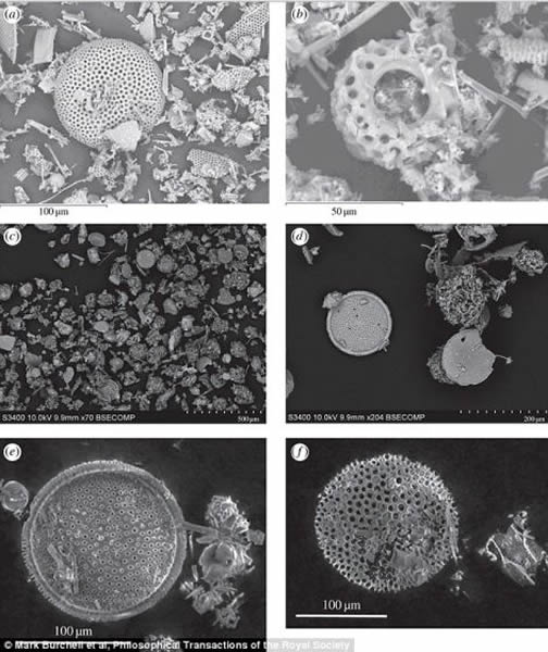 硅藻图像。英国肯特大学的科学家们通过实验，试图了解微生物化石是否有可能在从地球被撞出去，一直到坠落月球的过程中被保存下来