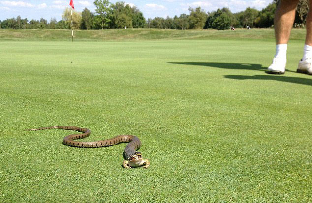 英国高尔夫球场一条3英尺草蛇试图吞下青蛙