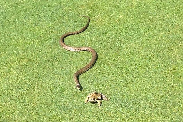 英国高尔夫球场一条3英尺草蛇试图吞下青蛙