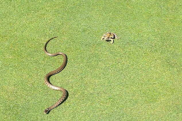英国高尔夫球场一条3英尺草蛇试图吞下青蛙