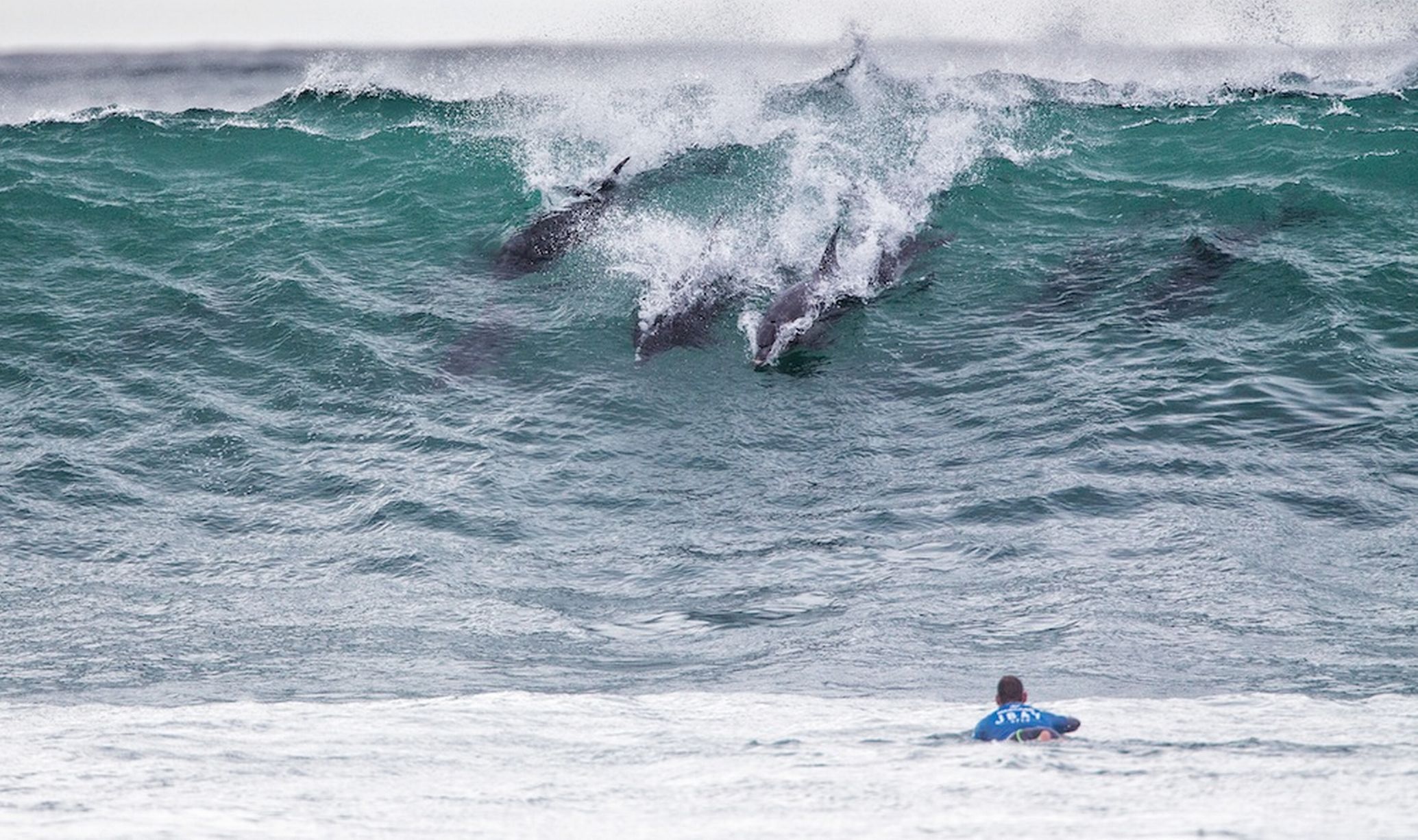 十几只海豚闯冲浪比赛 “秒杀”世界顶级选手