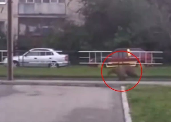 俄罗斯街头惊现棕熊狂奔 疑为马戏团疏忽