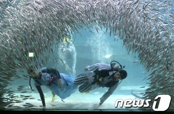 韩国首尔江南区COEX水族馆上演2万条沙丁鱼与人共舞的壮观场面