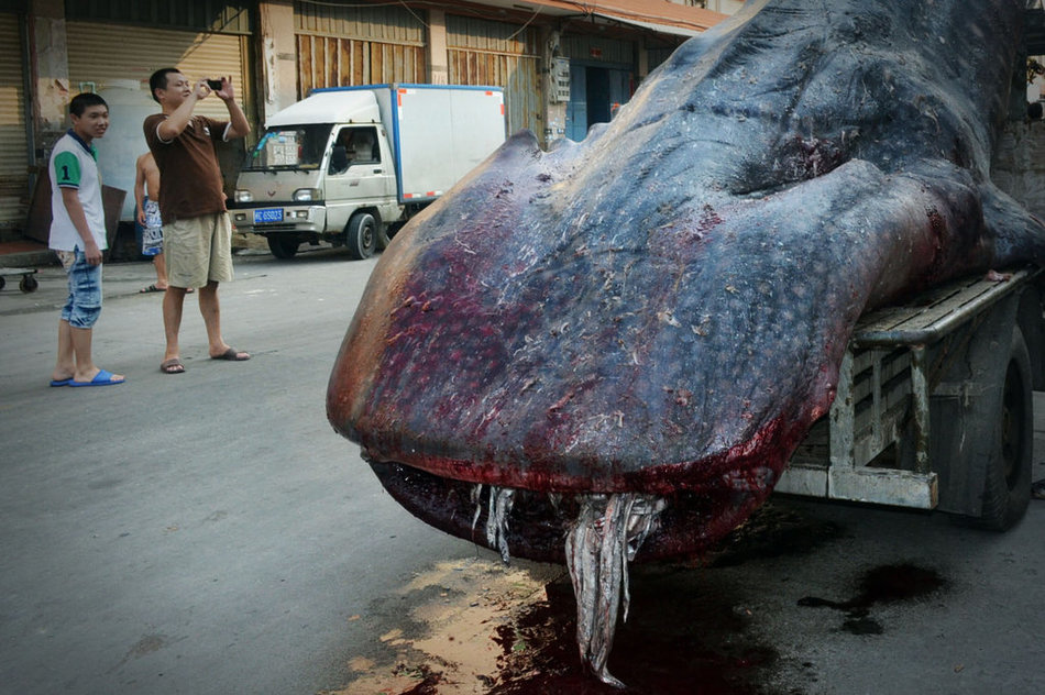福建石狮渔民捕获鲸鲨2吨重鲸鲨