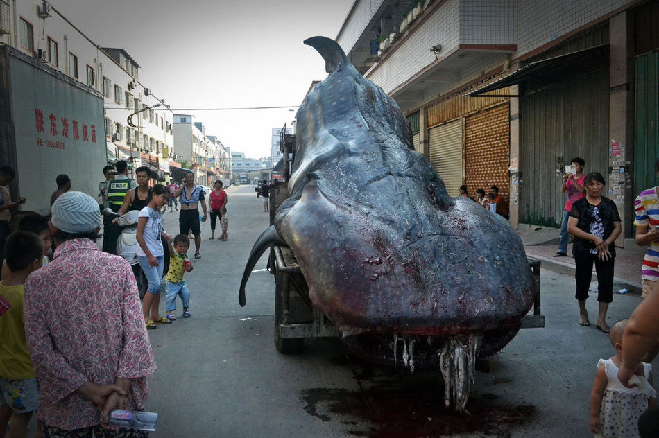 福建石狮渔民捕获鲸鲨2吨重鲸鲨