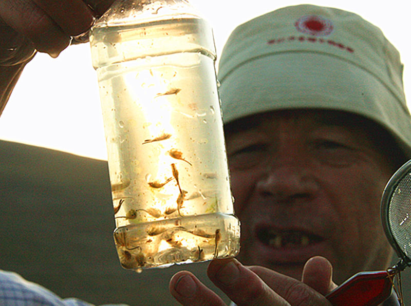 阿尔泰地区清河县文化旅游学者焦克敏在观察“仙女虾”