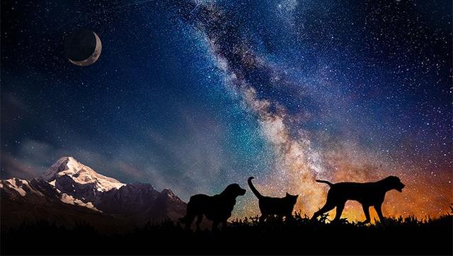 ̫ռ˾Celestis Petsȥİ͵̫