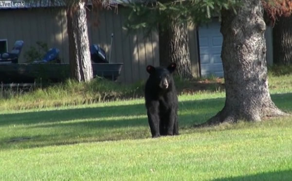 ������˹������һֻС���Ѻ���׷����