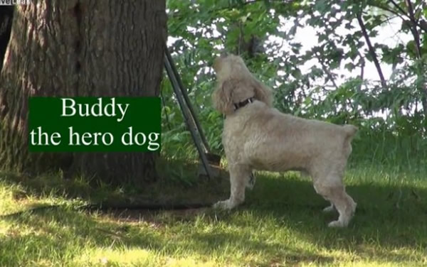 ������˹������һֻС���Ѻ���׷����