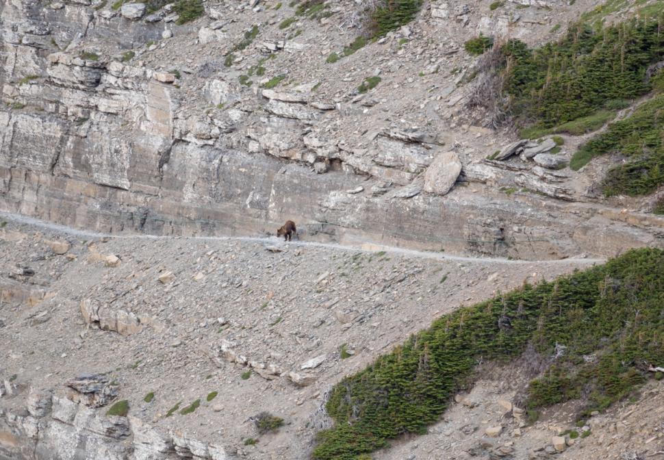 美国游客在峭壁狭窄山道上遇灰熊 躲悬崖角落求生