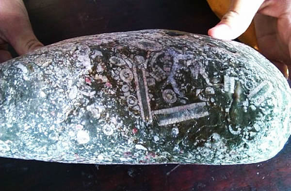 在城口县蓼子乡新开村境内捡到的古生物化石