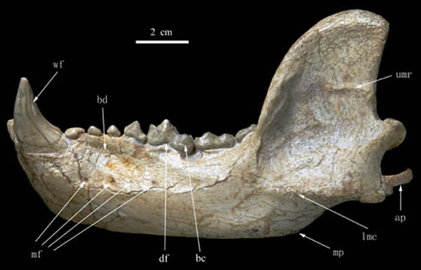 戴氏祖熊下颌骨侧面(邓涛供图)