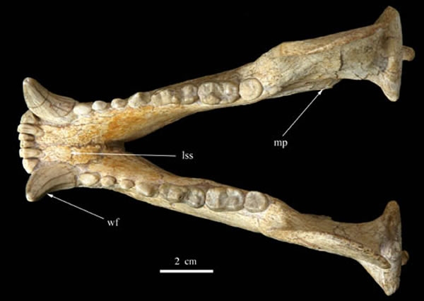 戴氏祖熊下颌骨冠面(邓涛供图)
