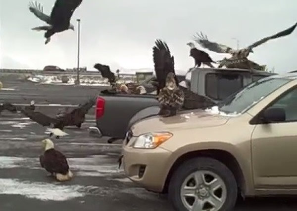 ��������˹����ӥȺ��Ȼ��������