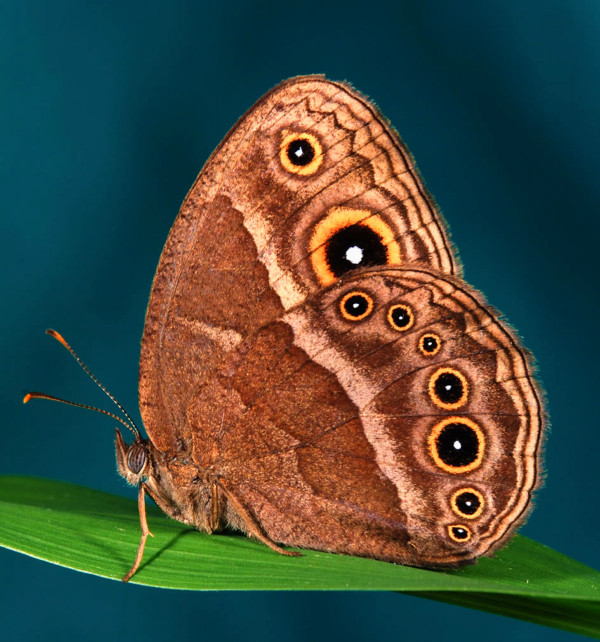 �����Ľṹ��ɫ�ʵĽ���