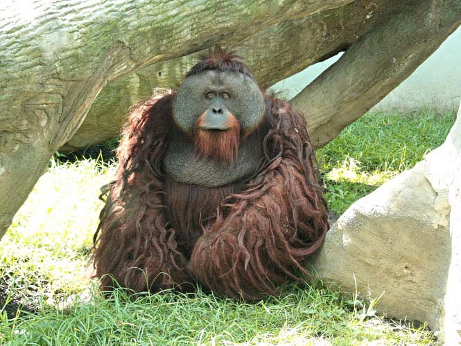 查普尔特佩克动物园内的大猩猩