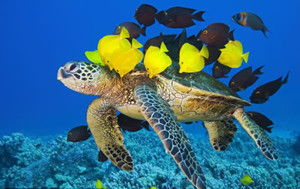 夏威夷海底一群颜色鲜艳的小黄鱼为一只绿海龟进行“清洗”
