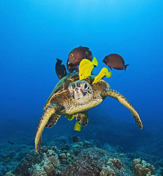夏威夷海底一群颜色鲜艳的小黄鱼为一只绿海龟进行“清洗”