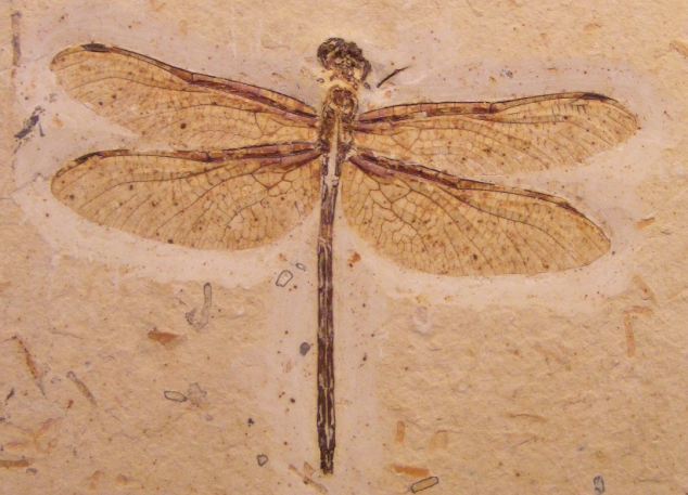 ������1.42���굽6500����ǰ���Ѽ�ʱ�ڵ�һֻ����