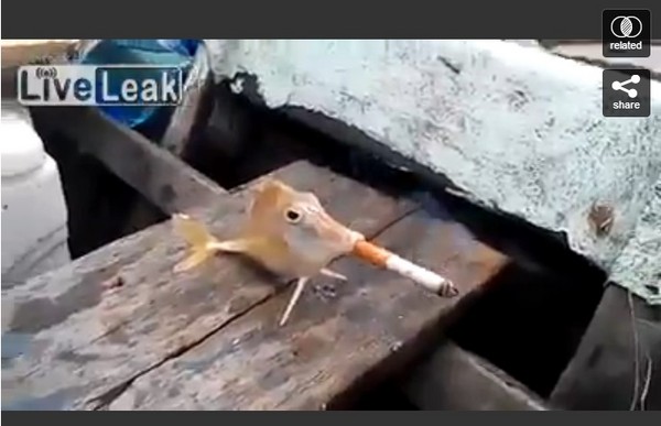 国外出现一段把香烟塞到鱼嘴里的虐鱼影片