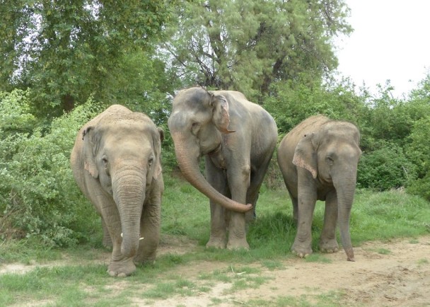 印度流泪大象渐适应新家