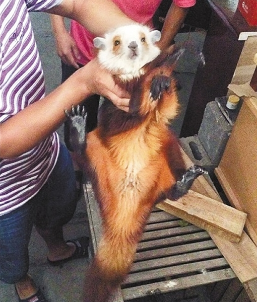 ���ɺ�������������ͷ���ʰ�ɫ���������ɫ���Դ�����꣬������è��