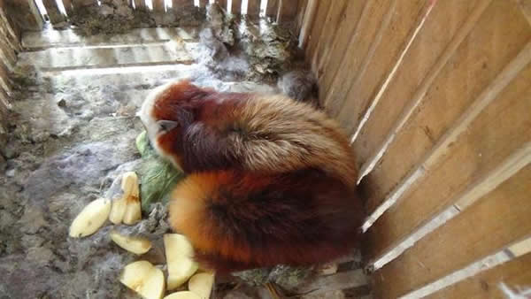 ���ɺ�������������ͷ���ʰ�ɫ���������ɫ���Դ�����꣬������è��