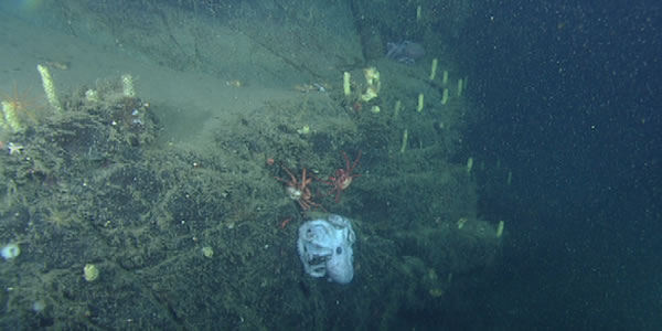 һֻ�������������˷�����¼