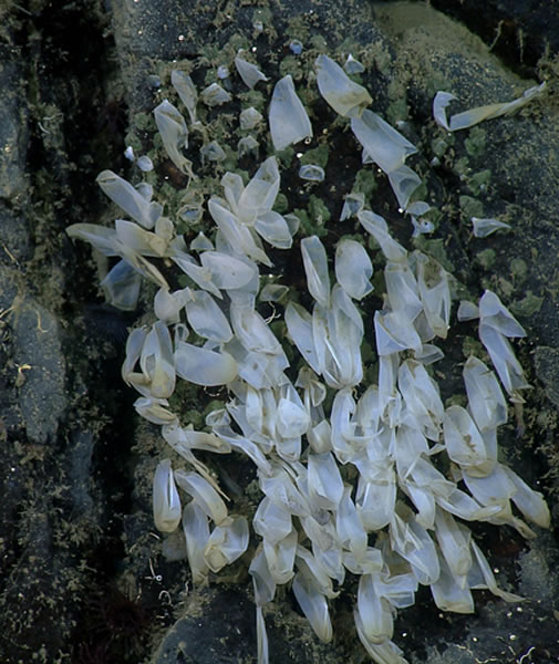 һֻ�������������˷�����¼