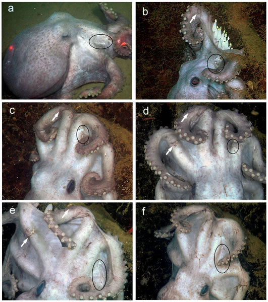 һֻ�������������˷�����¼