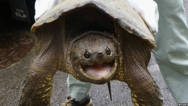 日本鳄龟数量激增威胁居民手指