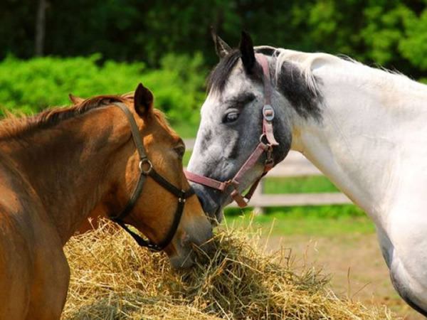 ������ͨ���۾��Ͷ����ϸ΢�仯��ͬ����н���