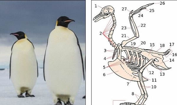 ���ֱ���֮Ϊ���ϹŹ���졢�ºš�������족�Ķ��������Ϊֹ���ֵ����Ѿ����������������У�����������죬�������ȵ���죨�󣩸�����ͼ�У����Ÿ��ӹ�����ͼ��