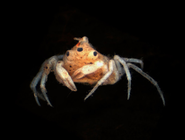 来自新西兰的畸形淡水蟹Amarinus lacustris标本。摄影：Stephen Moore, Gerhard Scholtz