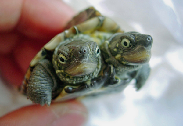 2006年，一只异常的双头龟出现在中国青岛。它的主人是在市场上发现它的，当时双头龟的健康状况良好而且吃的比一般正常的乌龟还多。摄影：ChinaFotoPress