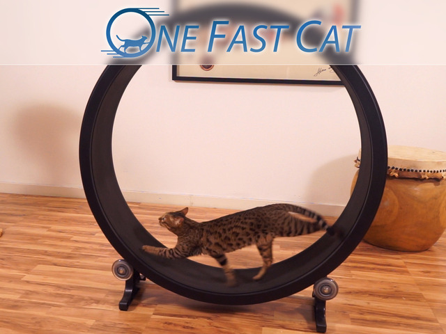 美国团队发明猫版“仓鼠轮” 猫猫的健身器材