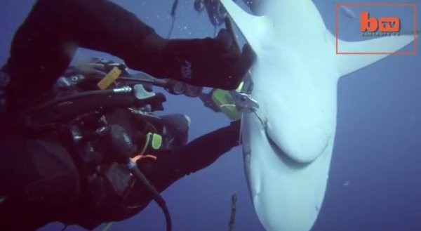 美国2名潜水爱好者帮周围一堆鲨鱼拔鱼钩