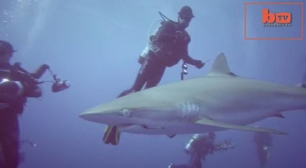 美国东南海岸和墨西哥湾鲨鱼很多,渔民捕鱼时经常会抓到,导致这里许多鲨鱼身上都有鱼钩。