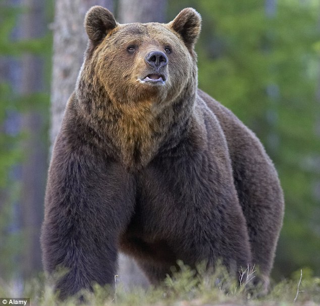 俄罗斯渔民惨遭棕熊攻击 手机铃声小贾斯汀成名曲《Baby》把棕熊吓跑