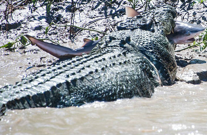 ���������㲶ɱ���㱨��ʧ��֮��