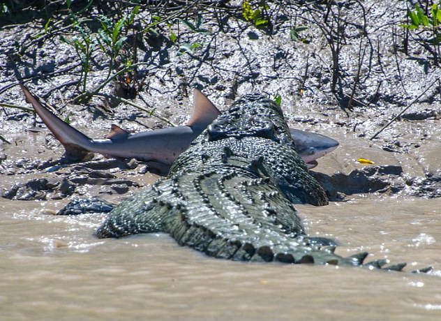 ���������㲶ɱ���㱨��ʧ��֮��