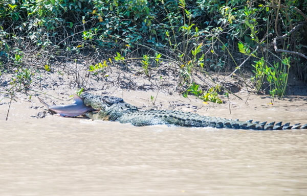 ���������㲶ɱ���㱨��ʧ��֮��