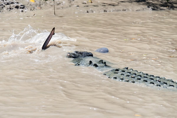 ���������㲶ɱ���㱨��ʧ��֮��