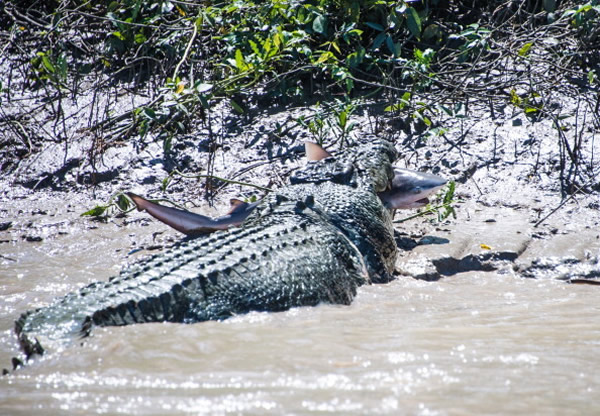 ���������㲶ɱ���㱨��ʧ��֮��