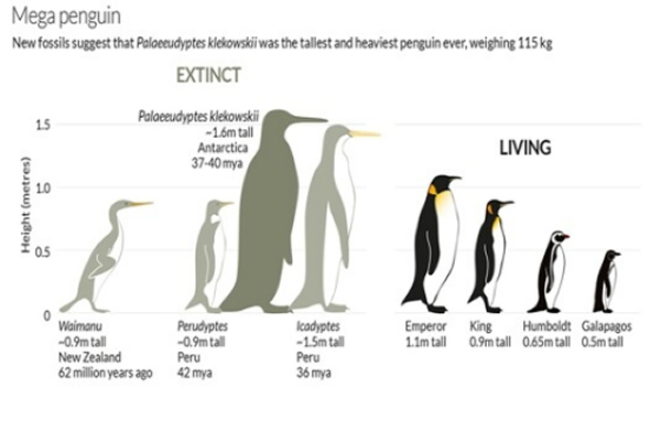 南极半岛挖掘出已绝种的巨型企鹅化石─—卡式古冠企鹅
